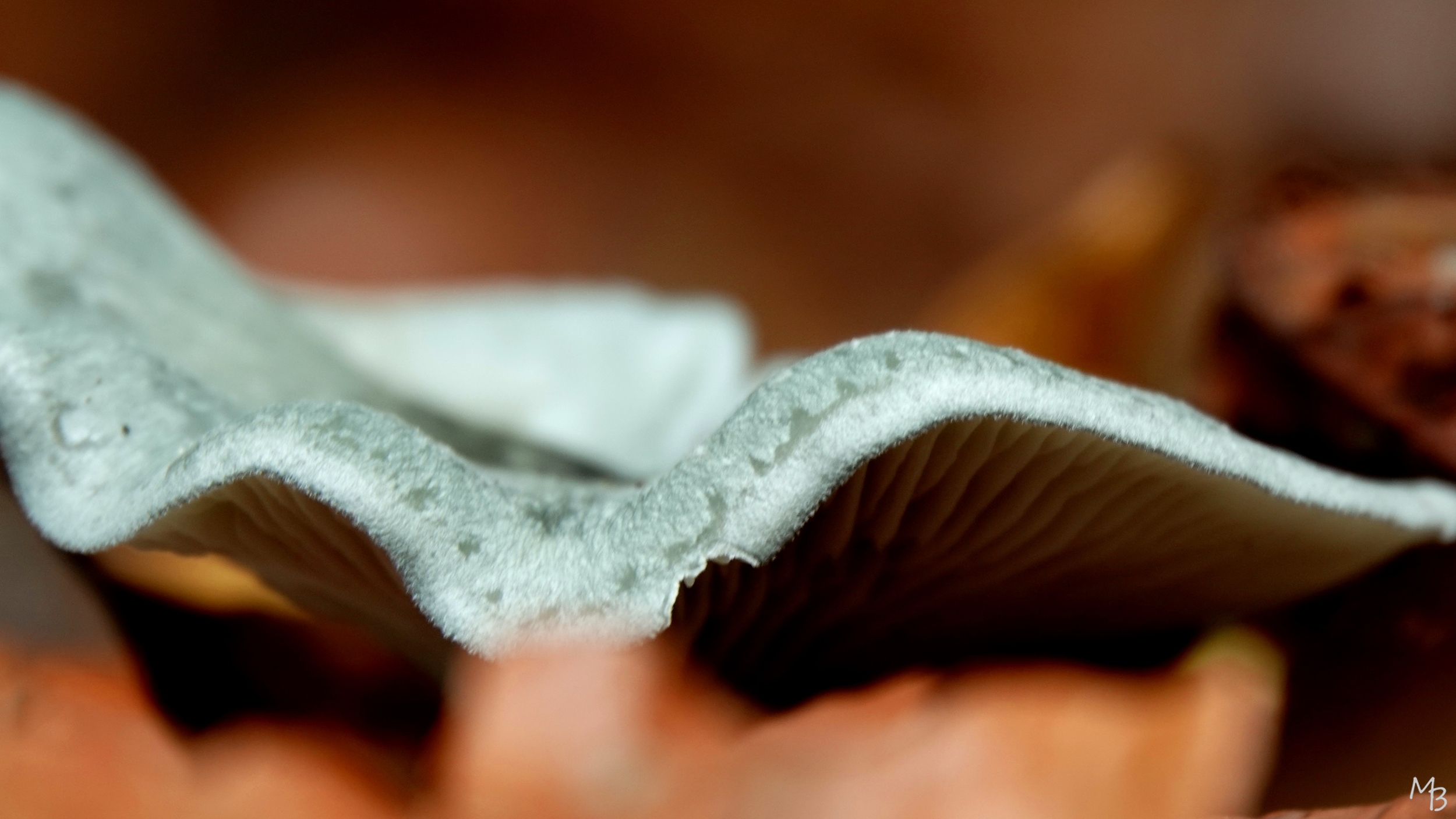 Marian Buurman - anijstrechterzwam  (?) - 